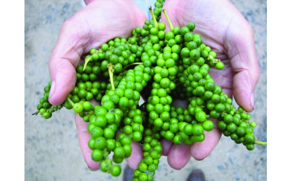 Poivre vert du Kerala en grains - Épices C' Bio
